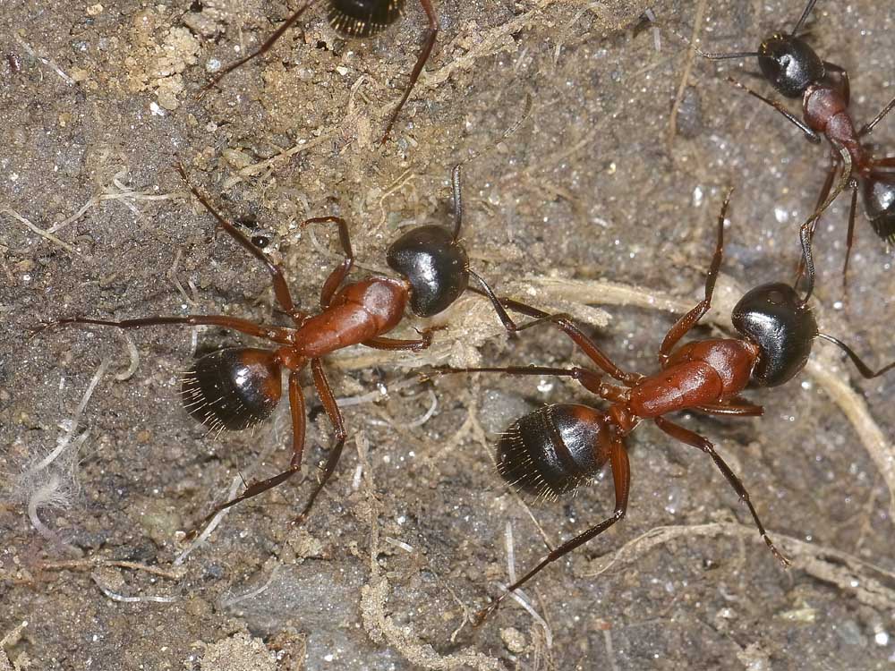 Camponotus ligniperda?